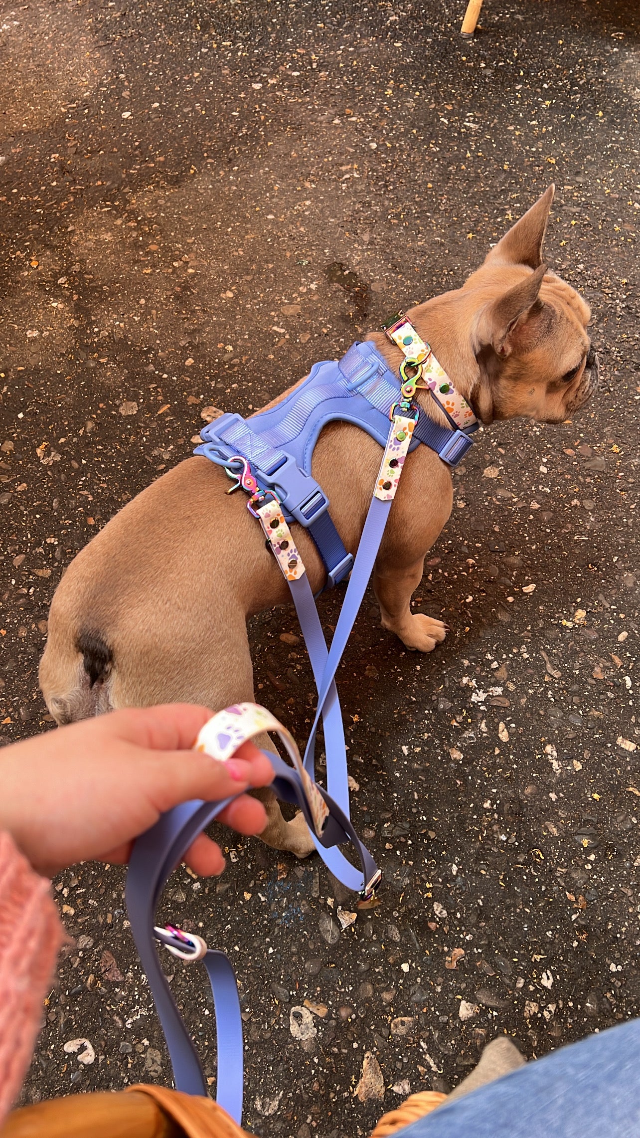 Multi-way Leash rainbow paws (handsfree)