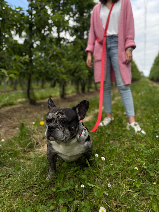 Multi-way Leash basic (handsfree) verkrijgbaar in verschillende kleuren