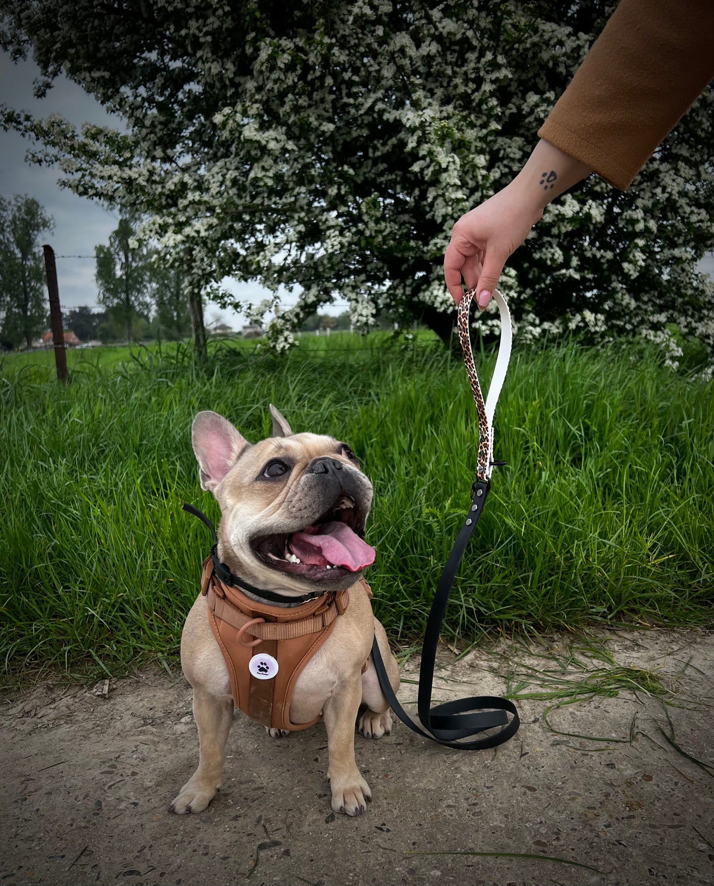 Duo Full Leash Graphic leopard