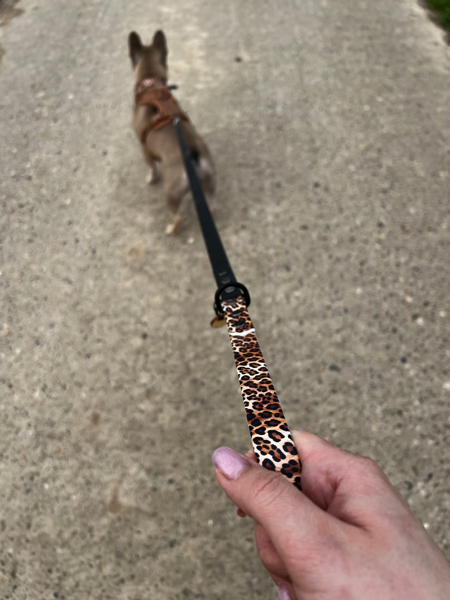 Duo Full Leash Graphic leopard