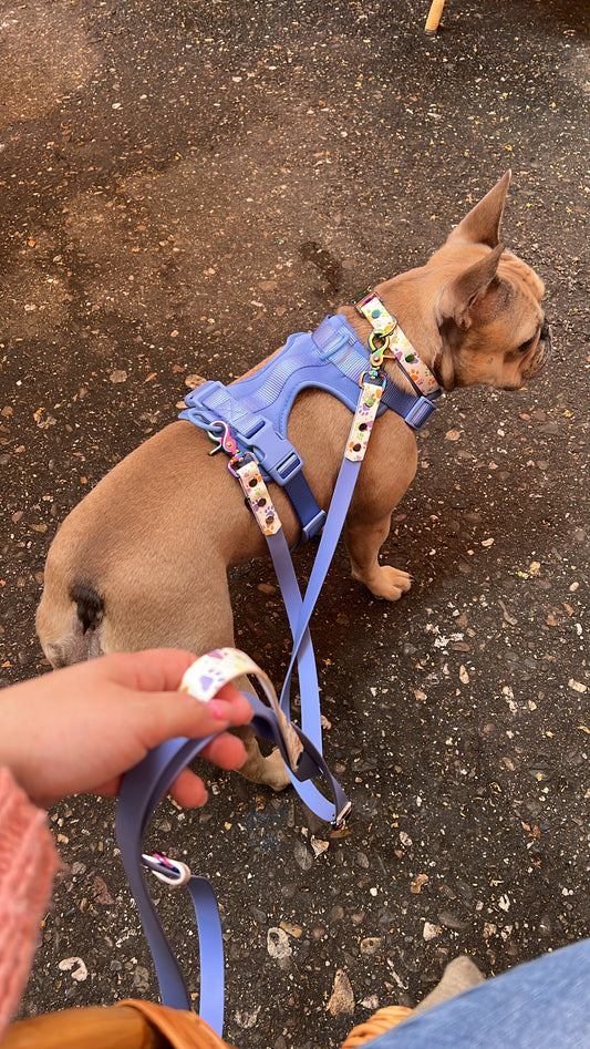 Multi-way Leash rainbow paws (handsfree)